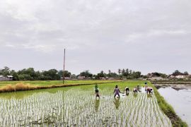 Pembangunan silo di NTB untuk perkuat ketahanan pangan
