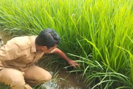 Pemkab atasi serangan hama wereng pada tanaman padi petani di Abdya