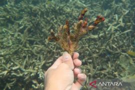 Sepuluh hektare terumbu karang di wisata Pasir Putih Situbondo rusak