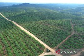 Ini Langkah PalmCo Perkuat Peran Strategis Jaga Ketahanan Pangan Nasional