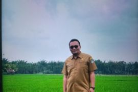 Pasaman Barat produksi padi 39.689 ton selama lima bulan