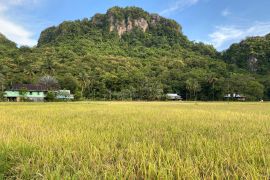 Produksi pertanian Sulsel surplus 934 ribu ton hingga pertengahan Juni 2025