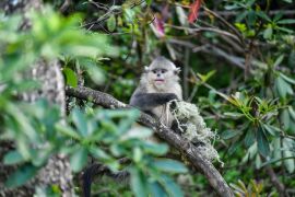 China pulihkan populasi monyet rambut emas Yunnan yang terancam punah