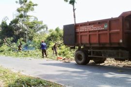 Disperkimtan Batam rapikan pohon yang ganggu keselamatan pengguna jalan