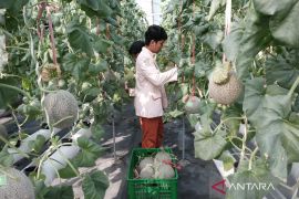 Sekolah Progresif Sidoarjo dukung kemampuan santri di bidang agrikultur