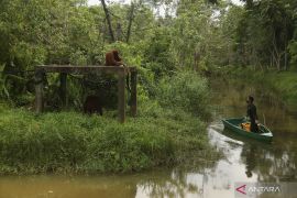 Sidang kasus penyerobotan lahan BOSF segera masuk pembacaan tuntutan