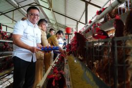 Pemerintah mulai berlakukan harga ayam hidup Rp18.000/kg di peternak