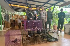 Karantina Banten amankan pengiriman 334 burung tanpa dokumen