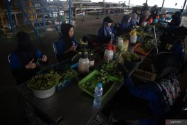 Mengintip pusat pembibitan pohon eucalyptus di Ogan Komering Ilir Page 2 Small