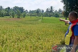 Dinas TPHPKP Cianjur membantu pestisida dan penyuluhan ke petani