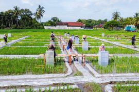Banyuwangi jadi yang pertama kembangkan ekosistem beras biofortifikasi