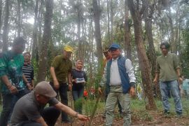 Gubernur Jambi dorong kawasan hutan pinus jadi lokasi wisata edukasi