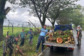 Lanud Pattimura tebang pohon rawan tumbang sikapi imbauan cuaca buruk dari BMKG