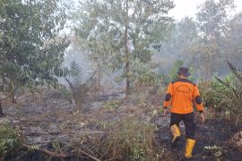 2 hektare lahan ditumbuhi akasia dan sawit terbakar di Sungai Apit Siak