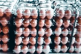 Pelaku usaha Biak perlu produksi pakan ternak ayam petelur