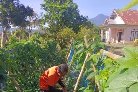 Lapas Talu tanam sayuran upaya dukung ketahanan pangan