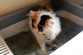 Sudah 15 tahun belum ditemukan kasus rabies di Lebak