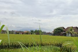 BRMP Lampung: Irigasi perpipaan antisipasi lahan pertanian kurang air