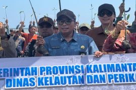 Pemprov Kalsel lakukan rehabilitasi 8.000 ha tanaman mangrove selama 2025