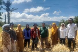 Petani Sipirok panen padi lokal Silatihan, capai 6,5 Ton per hektare