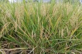 Kementan alokasikan dana Rp7 miliar tingkatkan produksi padi di Lombok