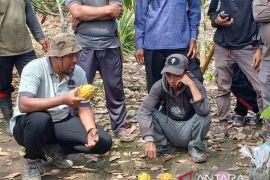 Disbun Kaltim  latih petani Kutai Timur budidaya tanaman Kakao
