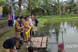 DKP Bangka Tengah lakukan segmentasi usaha budidaya gurami