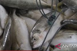 Badan Mutu KKP Babel lakukan sertifikasi budidaya perikanan