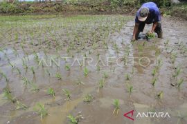 Pemkab Aceh Barat: 5.134 Ha lahan sawah telah ditanami padi