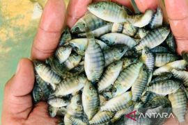 Pemkab Nagan Raya tetapkan harga jual benih ikan air tawar
