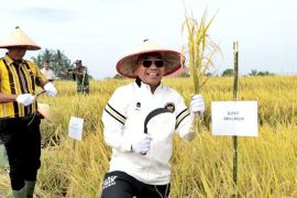 Pemkab Simalungun panen raya padi sawah di Tanah Jawa