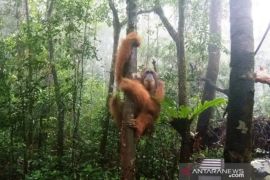 Orang Utan Tapanuli prioritas konservasi