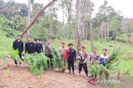 Polisi musnahkan enam hektar ladang ganja di Mandailing Natal