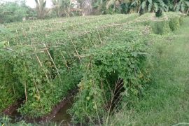Distan Lebak minta petani kembangkan jenis sayuran dataran rendah