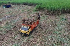 Target produksi gula Jawa Timur
