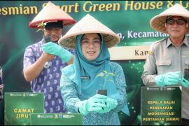 PKK Banten dorong pemanfaatan pekarangan rumah untuk tanam cabai