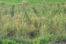 Sebagian lahan pertanian di Tanah Datar terancam kekeringan, 5,25 hektare dinyatakan puso