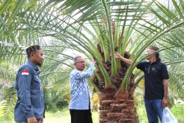 Inovatif! BRIDA NTB gunakan kultur jaringan untuk bibit kurma