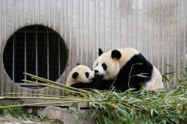 Pusat konservasi panda di China umumkan bayi panda lahir