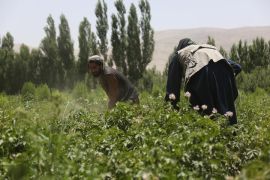 Petani Afghanistan beralih ke hortikultura gantikan budi daya opium