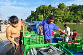 Pasokan ikan nelayan di PPI Rigaih Aceh Jaya capai 300 ton per bulan