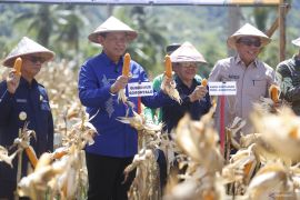 Gubernur dan Ketua Baznas panen raya jagung di Bone Bolango