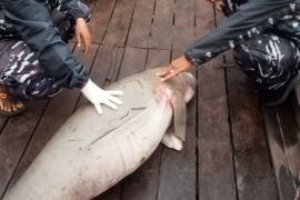 KKP tangani kematian beruntun dua dugong di Kalimantan Barat