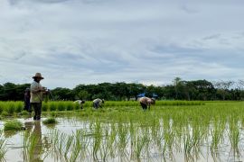 Tapin perluas areal tanam padi capai 12 ribu hektare