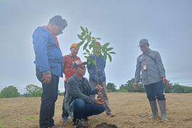 Sebanyak 100 pohon mahoni ditanam di kawasan Situs Pokekea Poso