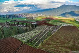 Wisata Ladang Bunga Hortensia di Batu