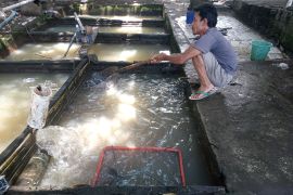 DKP siapkan program bantuan budidaya ikan sistem bioflok di Mataram