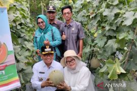 Tabalong's Pugaan Sub-district readies 200 hectares for food security