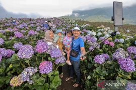 Petani di Puncak Brakseng alihfungsikan ladang bunga hortensia jadi objek wisata