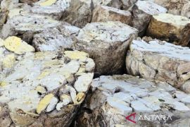 Ekspor karet Sumut pada Mei 2025  capai 22.896 ton